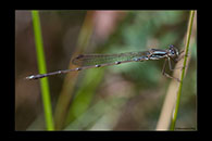 PhotoID: AusDa536. Austrolestes analis - male