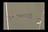 PhotoID: AusDa537. Austrolestes analis - male