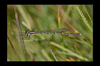 PhotoID: AusDa546. Austrolestes analis - female
