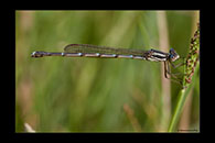 PhotoID: AusDa547. Austrolestes analis - female