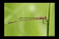 PhotoID: AusDa548. Austrolestes analis - male