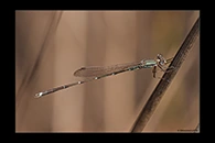 PhotoID: AusDa559. Austrolestes analis - male