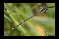 PhotoID: AusDa560. Austrolestes analis - male