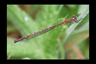 PhotoID: AusDa562. Austrolestes analis - female