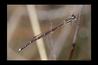 PhotoID: AusDa564. Austrolestes analis - female