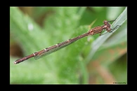 PhotoID: AusDa565. Austrolestes analis - female