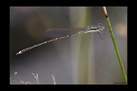 PhotoID: AusDa570. Austrolestes analis - female