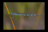 PhotoID: AusDa003. Austrolestes annulosus - male