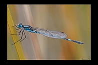 PhotoID: AusDa005. Austrolestes annulosus - male