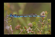 PhotoID: AusDa040. Austrolestes annulosus - male
