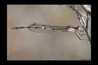 PhotoID: AusDa048. Austrolestes annulosus - male