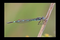 PhotoID: AusDa051. Austrolestes annulosus - male