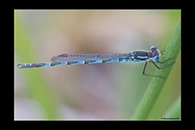 PhotoID: AusDa539. Austrolestes annulosus - male
