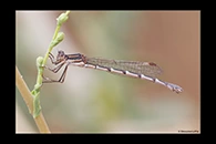 PhotoID: AusDa574. Austrolestes annulosus - female