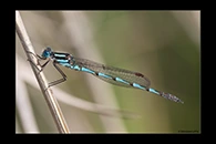 PhotoID: AusDa577. Austrolestes annulosus - male