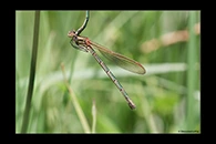 PhotoID: AusDa157. Metallic Ringtail (Austrolestes cingulatus) - female