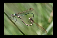 PhotoID: AusDa158. Metallic Ringtail (Austrolestes cingulatus) - copula