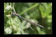 PhotoID: AusDa160. Metallic Ringtail (Austrolestes cingulatus) - male
