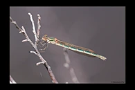 PhotoID: AusDa161. Metallic Ringtail (Austrolestes cingulatus) - female