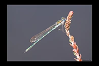 PhotoID: AusDa163. Metallic Ringtail (Austrolestes cingulatus) - male