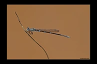PhotoID: AusDa567. Iota Ringtail (Austrolestes io) - male