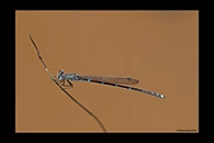 PhotoID: AusDa568. Iota Ringtail (Austrolestes io) - male