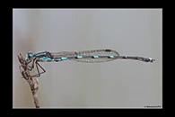 PhotoID: AusDa609. Iota Ringtail (Austrolestes io) - male