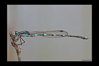 PhotoID: AusDa610. Iota Ringtail (Austrolestes io) - male