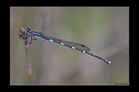 PhotoID: AusDa611. Iota Ringtail (Austrolestes io) - male