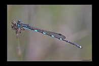 PhotoID: AusDa612. Iota Ringtail (Austrolestes io) - male