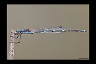 PhotoID: AusDa614. Iota Ringtail (Austrolestes io) - male