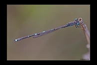 PhotoID: AusDa616. Iota Ringtail (Austrolestes io) - male