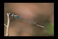 PhotoID: AusDa058. Wandering Ringtail (Austrolestes leda) - male