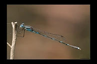 PhotoID: AusDa059. Wandering Ringtail (Austrolestes leda) - male