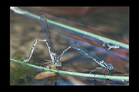 PhotoID: AusDa232. Wandering Ringtail (Austrolestes leda) - tandem