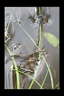 PhotoID: AusDa234. Wandering Ringtail (Austrolestes leda) - tandem