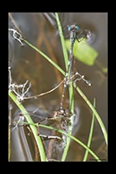 PhotoID: AusDa235. Wandering Ringtail (Austrolestes leda) - tandem