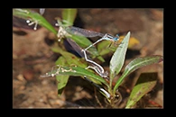 PhotoID: AusDa236. Wandering Ringtail (Austrolestes leda) - tandem
