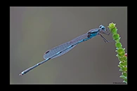 PhotoID: AusDa237. Wandering Ringtail (Austrolestes leda) - male