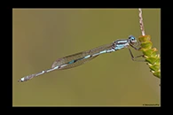 PhotoID: AusDa239. Wandering Ringtail (Austrolestes leda) - male