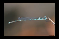 PhotoID: AusDa413. Wandering Ringtail (Austrolestes leda) - male