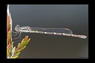 PhotoID: AusDa419. Wandering Ringtail (Austrolestes leda) - female