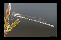 PhotoID: AusDa420. Wandering Ringtail (Austrolestes leda) - female