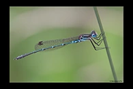 PhotoID: AusDa173. Austrolestes psyche - male