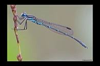 PhotoID: AusDa175. Austrolestes psyche - male