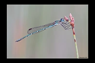 PhotoID: AusDa181. Austrolestes psyche - male