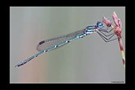 PhotoID: AusDa182. Austrolestes psyche - male