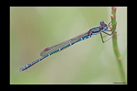 PhotoID: AusDa183. Austrolestes psyche - male