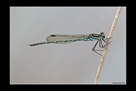 PhotoID: AusDa580. Austrolestes psyche - male
