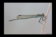 PhotoID: AusDa581. Austrolestes psyche - male